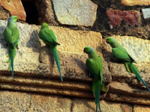 Городские попугаи